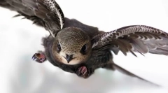 Птах відтворює (фото): найшвидший літаючий на землі